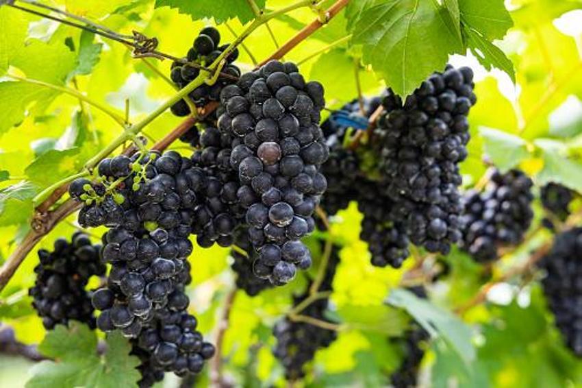 Adana'da yetişiyor! 7'den 77'ye her derde deva sağlıyor
