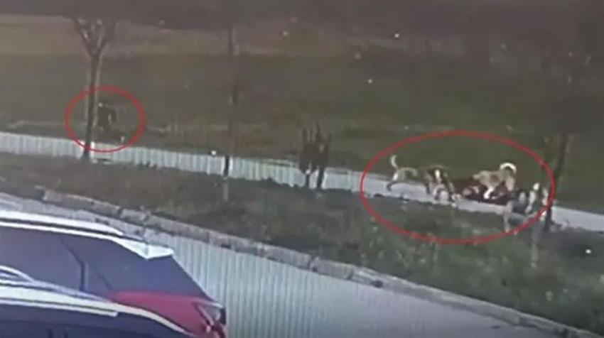 O köpekler sahipli çıktı! Oğlunu korumak isterken çenesi kırılmıştı
