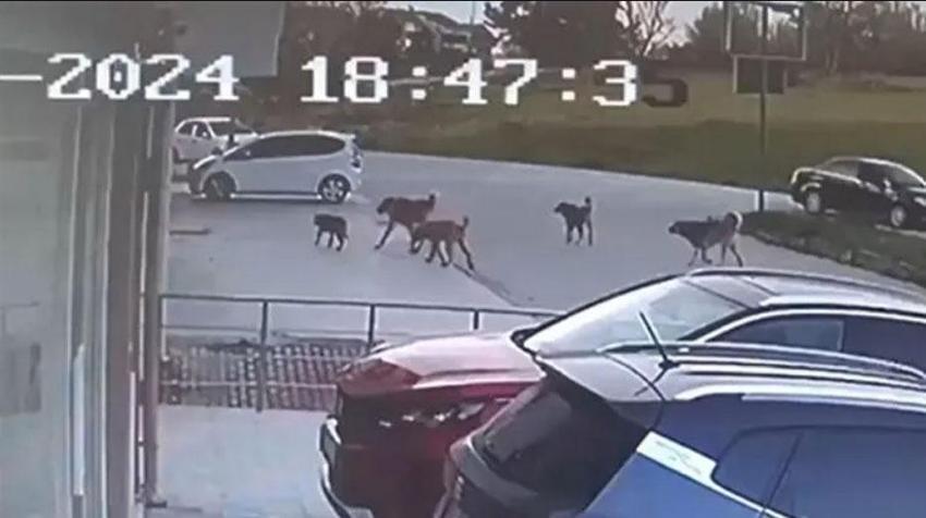 O köpekler sahipli çıktı! Oğlunu korumak isterken çenesi kırılmıştı