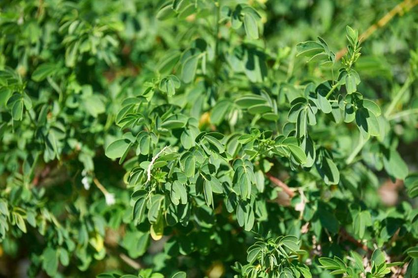 Kırışıklıklardan eser bırakmıyor, 1 kaşığı 10 yaş gençleştiriyor! Anavatanı Himalayalar olan Moringa yağının faydaları saymakla bitmiyor