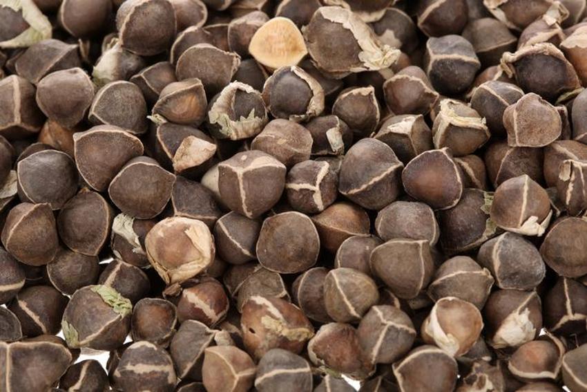 Kırışıklıklardan eser bırakmıyor, 1 kaşığı 10 yaş gençleştiriyor! Anavatanı Himalayalar olan Moringa yağının faydaları saymakla bitmiyor