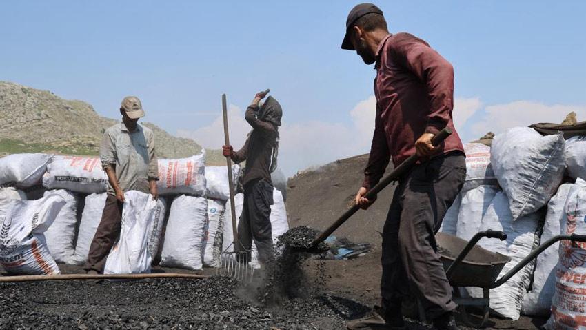 Çukurova sıcağında narenciye odunları mangal kömürüne dönüşüyor! Günler sürüyor