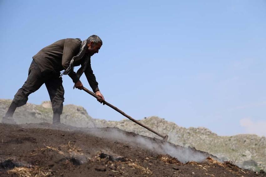 Çukurova sıcağında narenciye odunları mangal kömürüne dönüşüyor! Günler sürüyor