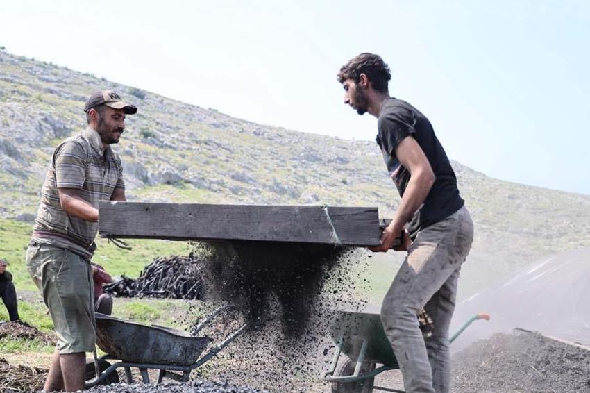 Çukurova sıcağında narenciye odunları mangal kömürüne dönüşüyor! Günler sürüyor