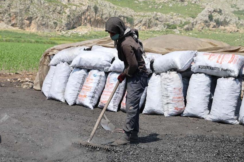 Çukurova sıcağında narenciye odunları mangal kömürüne dönüşüyor! Günler sürüyor
