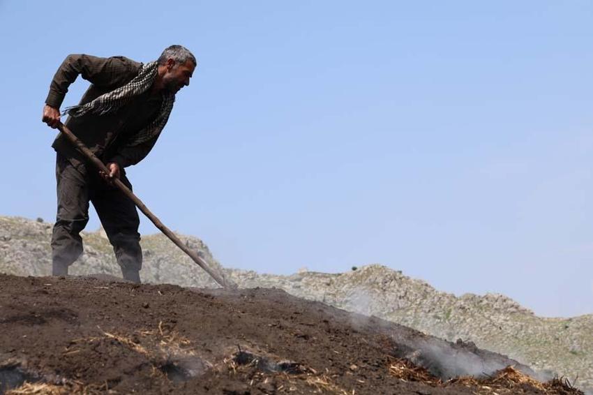 Çukurova sıcağında narenciye odunları mangal kömürüne dönüşüyor! Günler sürüyor