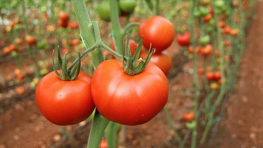 Domateste bu hata 'akciğer hastalığına neden oluyor' - Sakın bu şekilde tüketmeyin