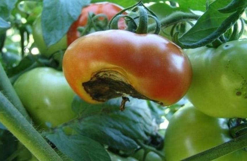 Domateste bu hata 'akciğer hastalığına neden oluyor' - Sakın bu şekilde tüketmeyin