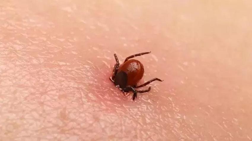 Adana’da sıcaklar artıyor, tehlike yaklaşıyor: Kene ısırmalarına karşı dikkat! Birçok hastalığa yol açıyor!