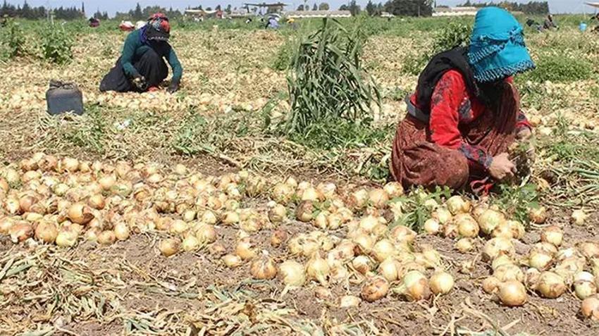 Deprem bölgesinde soğan hasadı başladı! Kilosu 17 lira