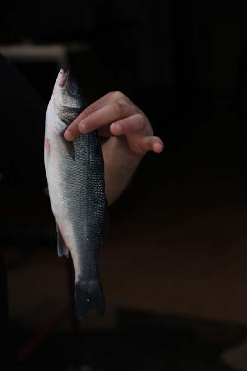 Kebabın başkentinde levrek ve çipura da tüketiliyor! Çeşitlilik azaldı fiyatlar yükseldi