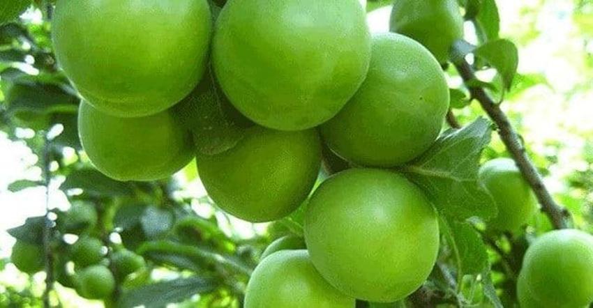 Yeşil erik bu yöntemle haftalarca kütür kütür kalıyor - Aldıktan 1 gün sonra yumuşumaya başıyor