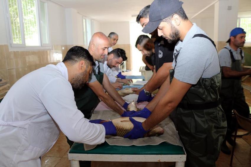 Adana'da sazan üretimi için anaç balıklar sağılmaya başlandı