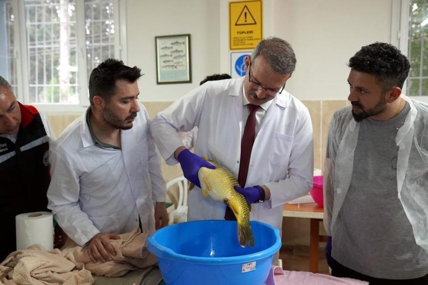 Adana'da sazan üretimi için anaç balıklar sağılmaya başlandı