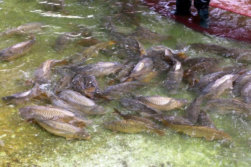 Adana'da sazan üretimi için anaç balıklar sağılmaya başlandı