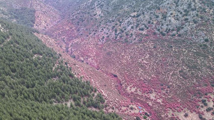 Adana'da zakkumlar çiçek açtı, dağlar renklendi