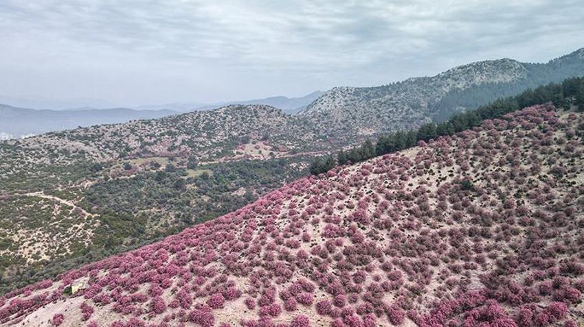 Adana'da zakkumlar çiçek açtı, dağlar renklendi