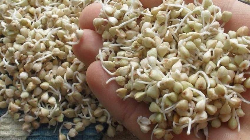 Aslında tahıl değil meyve: Vücudun üretmediği 8 temel asit içeriyor! Bir kasesi karaciğerin tüm yükünü alıyor; süper alkali gıda diye geçiyor
