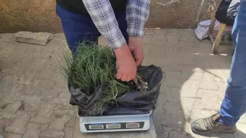 Türkiye'de ortaya çıktı! Kilosu 5 bin liraya satılıyor, şifası say say bitmiyor!