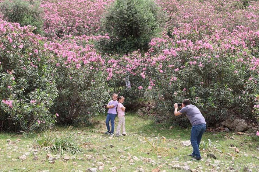 Adana dağlarını ölüm çiçeği bastı! Kur'an’da da ismi geçiyor