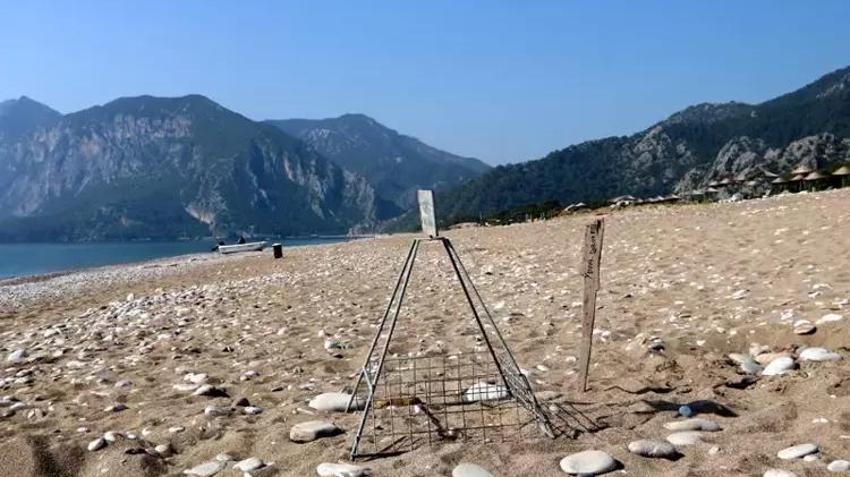 Caretta caretta kaplumbağalarının sezonu erken başladı!