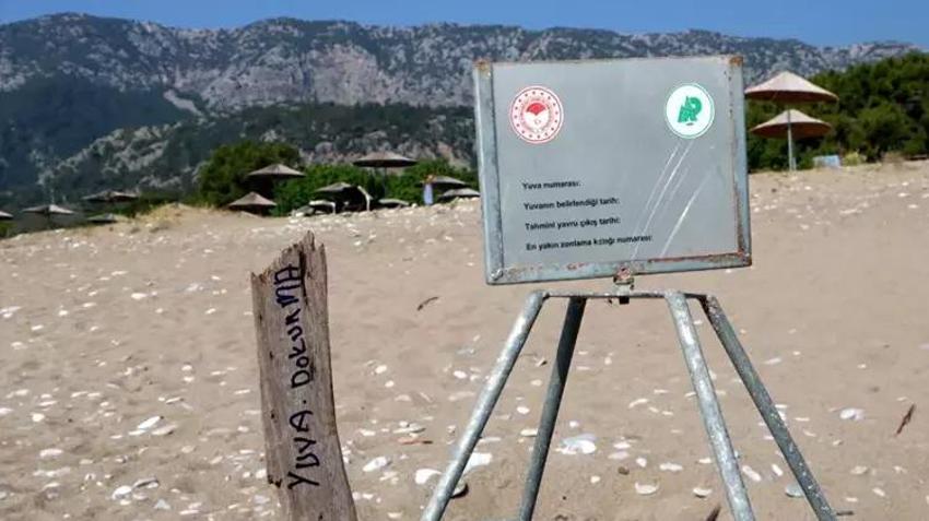 Caretta caretta kaplumbağalarının sezonu erken başladı!