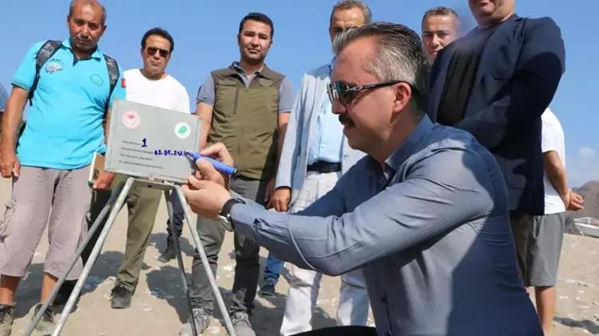 Caretta caretta kaplumbağalarının sezonu erken başladı!