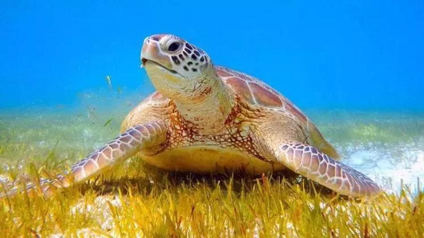 Caretta caretta kaplumbağalarının sezonu erken başladı!