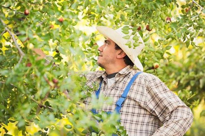 Adana'da yetişiyor! Kilo vermeden uykusuzluğa kadar her derde deva