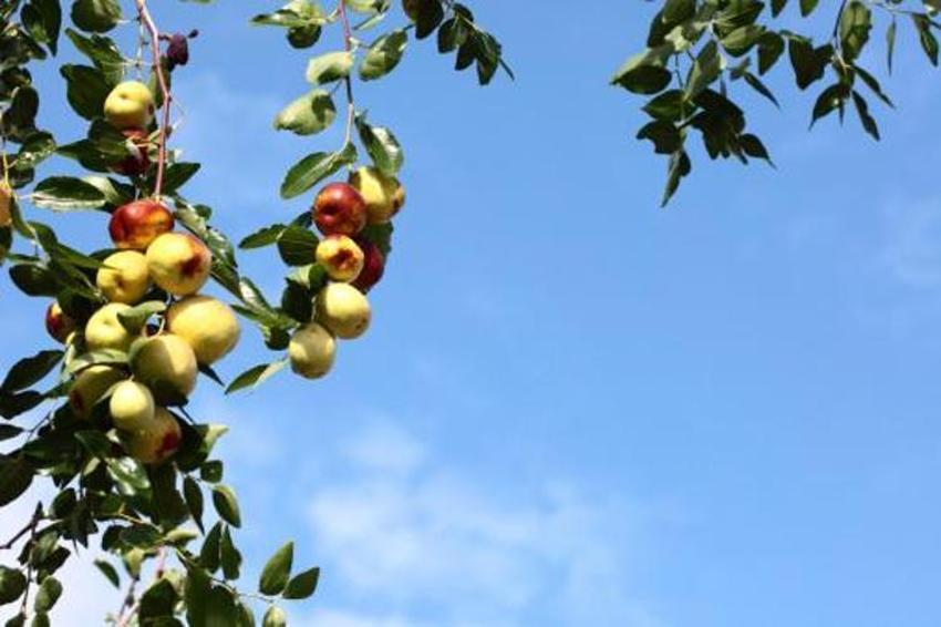 Adana'da yetişiyor! Kilo vermeden uykusuzluğa kadar her derde deva