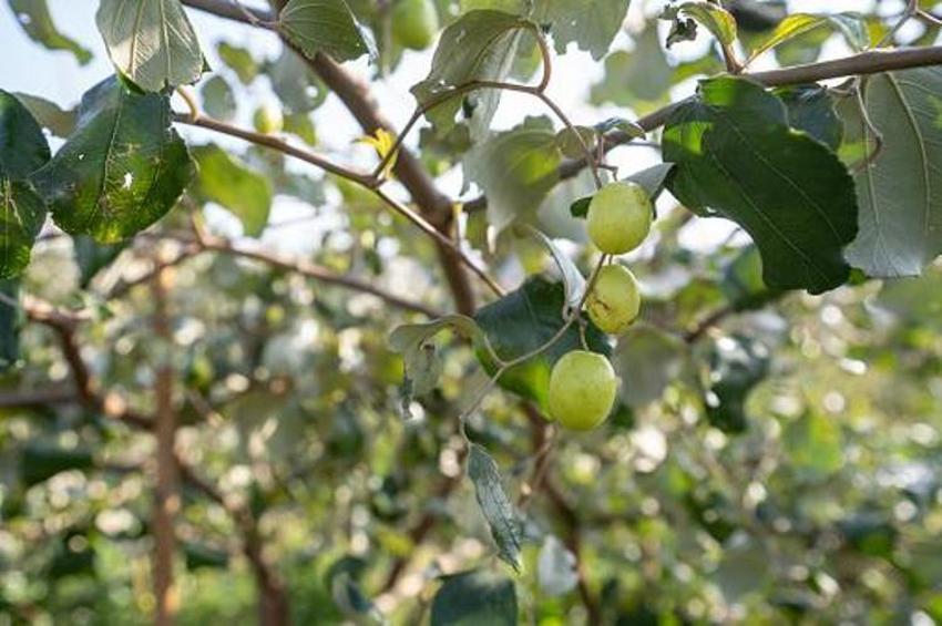 Adana'da yetişiyor! Kilo vermeden uykusuzluğa kadar her derde deva