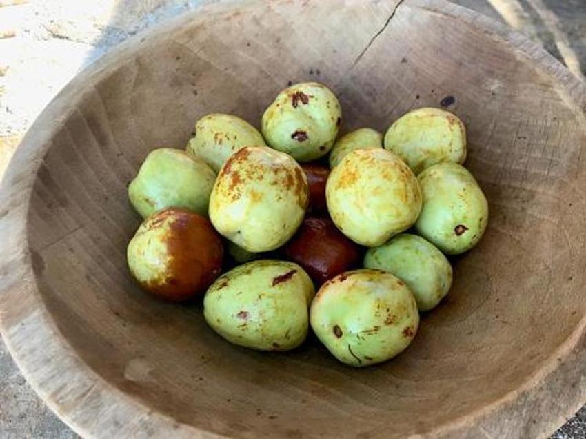 Adana'da yetişiyor! Kilo vermeden uykusuzluğa kadar her derde deva