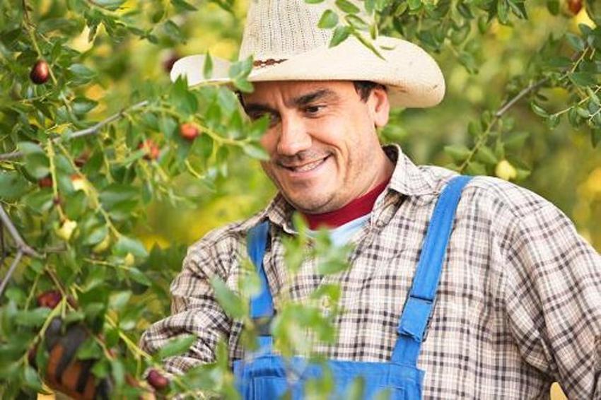 Adana'da yetişiyor! Kilo vermeden uykusuzluğa kadar her derde deva