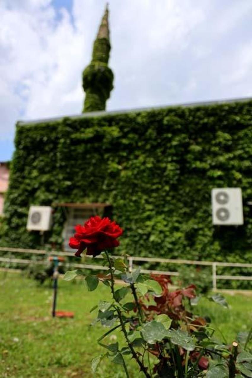Adana'nın botanik bahçesi 'Yeşil Cami' bu sene de yeşil rengine büründü