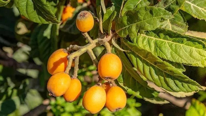 Meyvesi Çin'den, kebabı Antep'ten geliyor! Lezzetini Osmanlı saraylarından alıyor: Faydaları saymakla bitmiyor