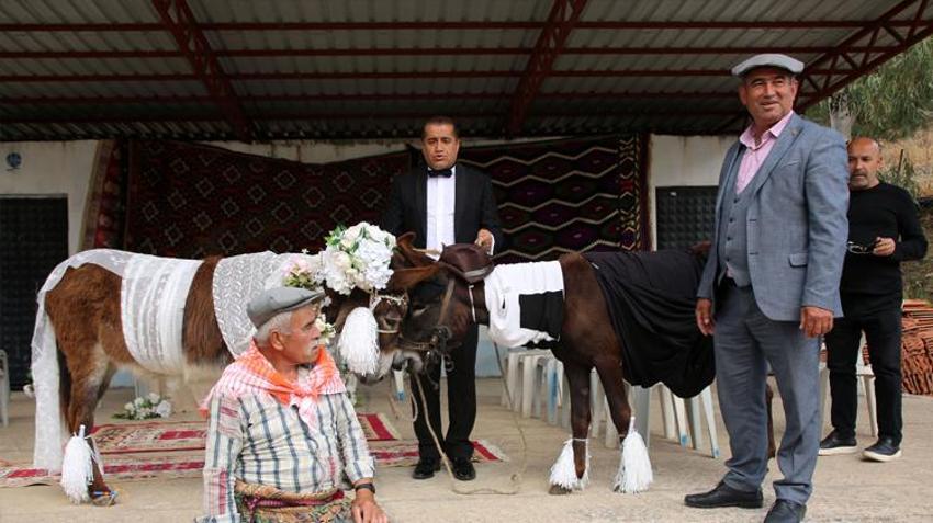 Eşeklere nikah kıydılar, görenler gözlerine inanamadı! O anlar saniye saniye kaydedildi