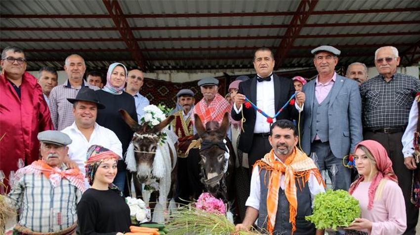 Eşeklere nikah kıydılar, görenler gözlerine inanamadı! O anlar saniye saniye kaydedildi