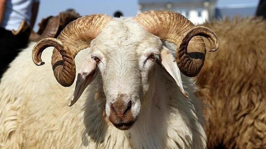 5 Kangal köpeği uyutarak, 45 kurbanlık koyununu çaldılar