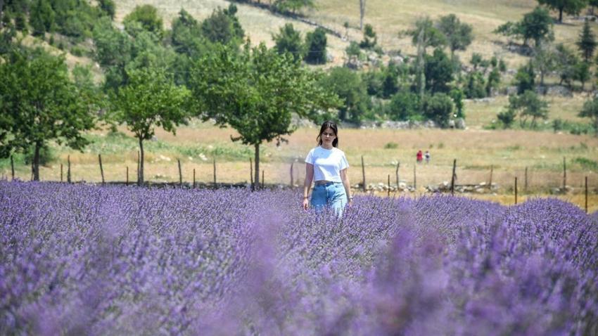 Adana'nın lavanta bahçeleri hasat için gün sayıyor