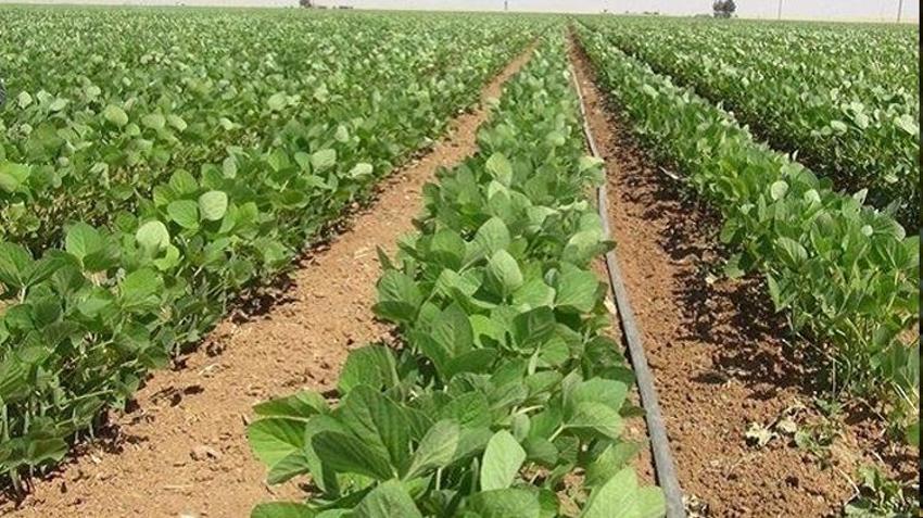 Adana'da yetişiyor, saatlerce tok tutuyor! İşte mucize besin