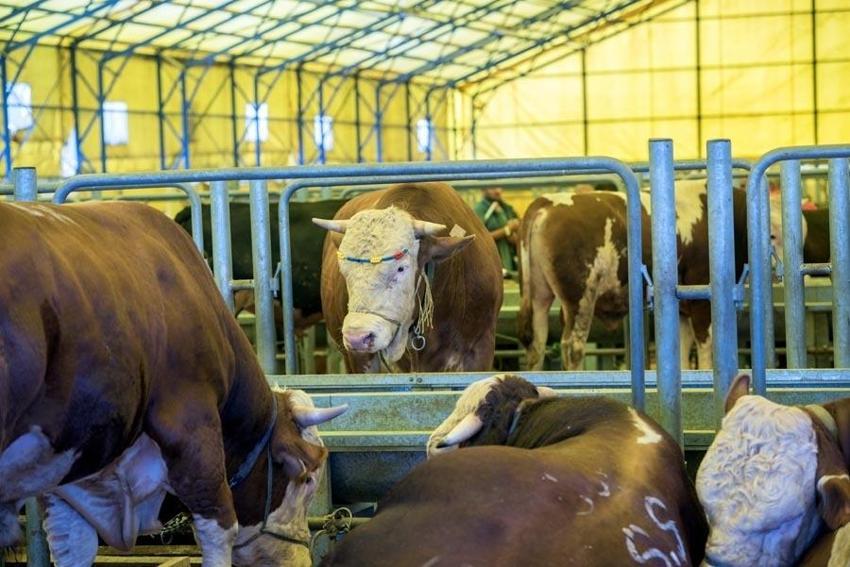 Kurbanlık fiyatları ve vekaletle kesim bedeli belli oldu! İşte kurbanlık büyükbaş ve küçükbaş fiyatları