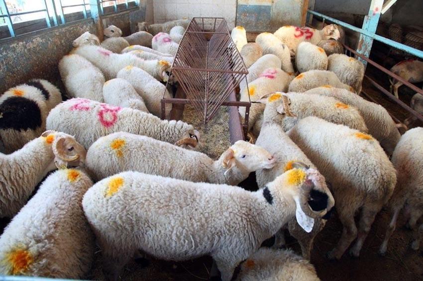 Kurbanlık fiyatları ve vekaletle kesim bedeli belli oldu! İşte kurbanlık büyükbaş ve küçükbaş fiyatları