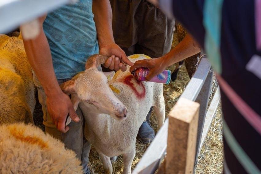 Kurbanlık fiyatları ve vekaletle kesim bedeli belli oldu! İşte kurbanlık büyükbaş ve küçükbaş fiyatları