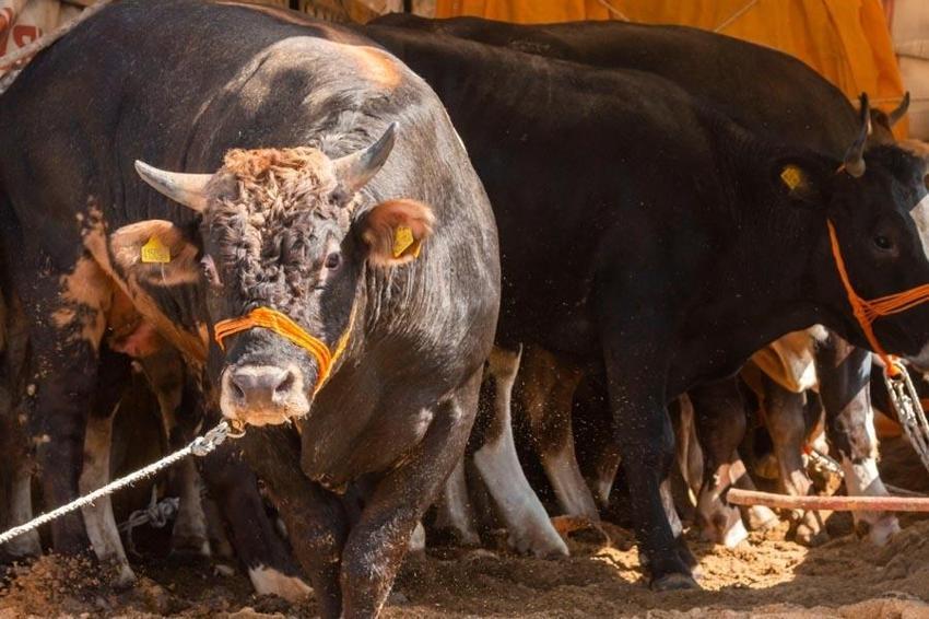 Kurbanlık fiyatları ve vekaletle kesim bedeli belli oldu! İşte kurbanlık büyükbaş ve küçükbaş fiyatları