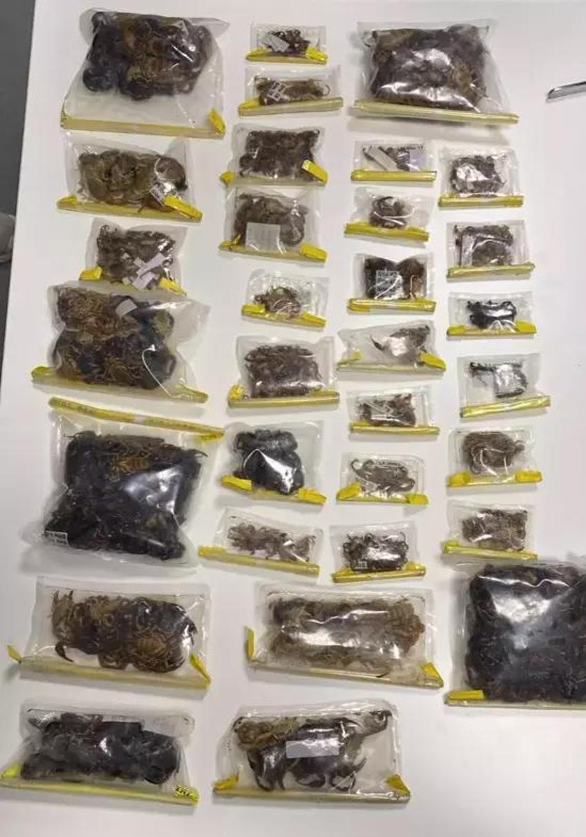 Zehirli hayvan kaçakçısına operasyon: Türkiye'nin çeşitli bölgelerindeki endemik hayvan türlerini toplayan ABD'li profesör yakalandı!