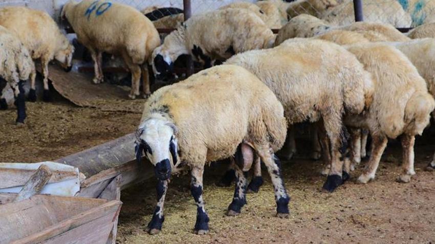 5 Kangal köpeği uyutarak, 45 kurbanlık koyununu çaldılar