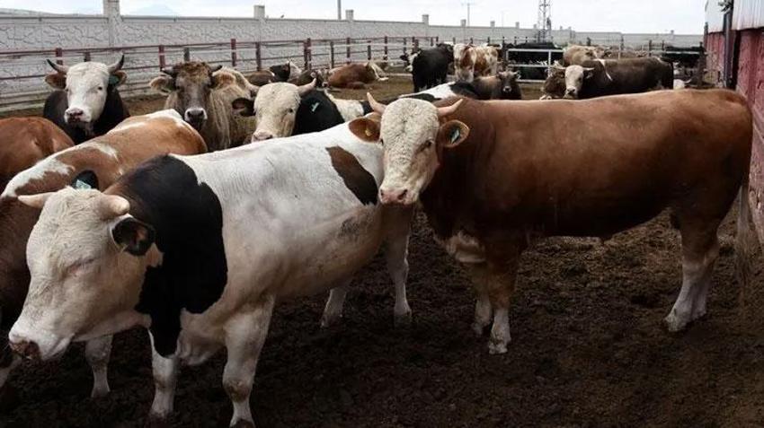 Tarım Kredi Kooperatifi'nden et fiyatlarını düzenleyecek hamle! 20 bin büyükbaş kapasiteli mezbaha açılıyor