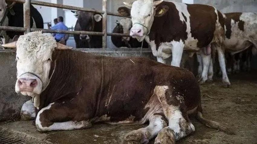Tarım Kredi Kooperatifi'nden et fiyatlarını düzenleyecek hamle! 20 bin büyükbaş kapasiteli mezbaha açılıyor