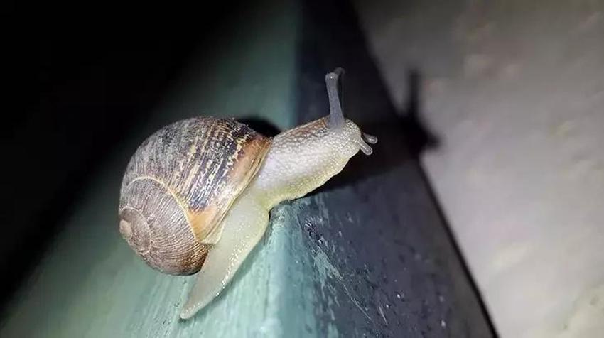 Bir anda evde ortaya çıkıyorsa, kahve kokusu aklınızda bulunsun: Anında kaçıyorlar!