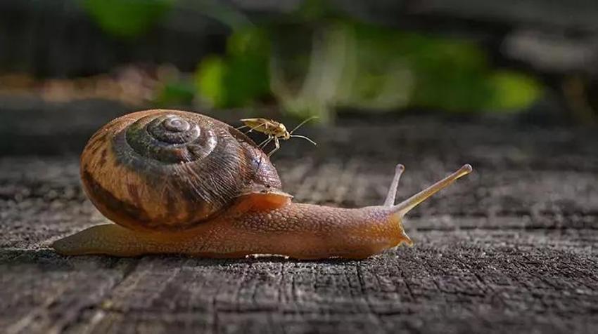 Bir anda evde ortaya çıkıyorsa, kahve kokusu aklınızda bulunsun: Anında kaçıyorlar!